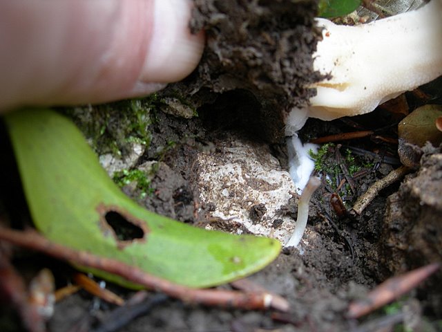 Il Tempo delle Morchelle